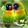 New Cute Bird  Full Drill - 5D Diy Diamond Painting Kits